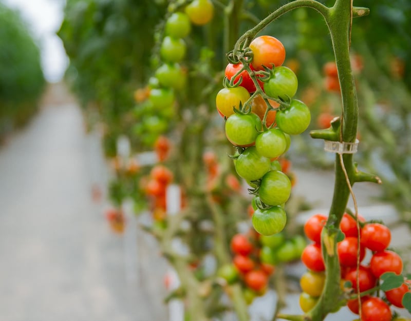Hydroponics Systems