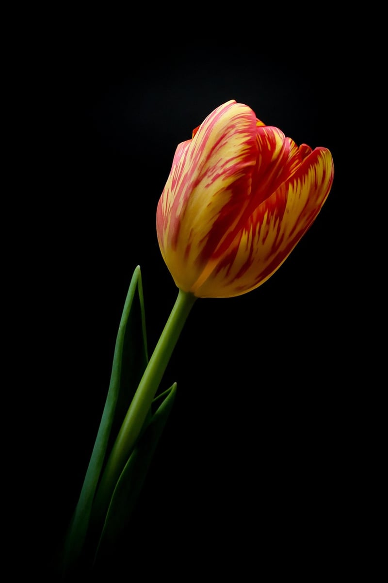 Vertical Flowers