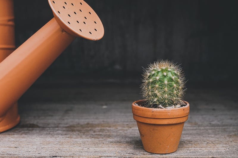 Self-Watering Planters
